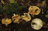 Russula pectinatoides image