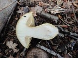 Boletus roxanae image