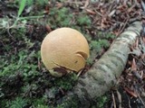 Boletus roxanae image