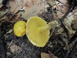 Suillus americanus image