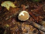 Boletus truncatus image