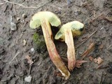 Boletus truncatus image