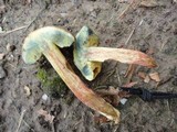Boletus truncatus image