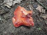 Fistulina hepatica image