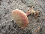 Boletus chrysenteron image