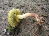 Boletus chrysenteron image