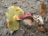 Boletus chrysenteron image