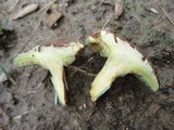 Boletus chrysenteron image