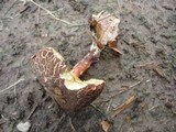 Boletus chrysenteron image