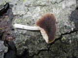 Pluteus thomsonii image