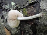 Pluteus thomsonii image