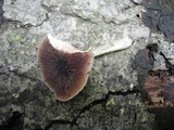 Pluteus thomsonii image