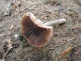 Pluteus thomsonii image