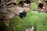 Craterellus fallax image