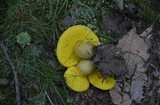 Aureoboletus innixus image