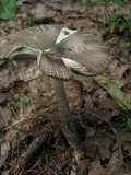 Amanita rhacopus image