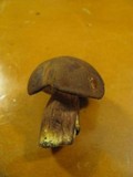 Tylopilus badiceps image
