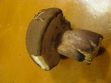 Tylopilus badiceps image