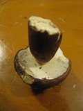 Tylopilus badiceps image