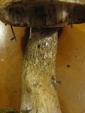 Tylopilus felleus image