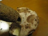 Tylopilus felleus image