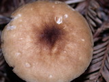 Pluteus plautus image