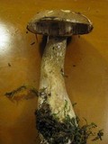 Tylopilus felleus image