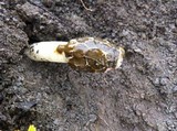 Phallus hadriani image