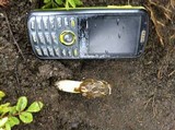 Phallus hadriani image