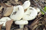 Lactarius deceptivus image