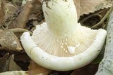 Lactarius deceptivus image