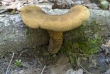 Boletinellus merulioides image