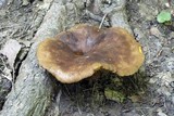 Boletinellus merulioides image