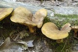 Boletinellus merulioides image