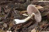 Agaricus placomyces image