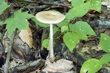 Hymenopellis megalospora image