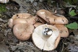 Russula compacta image
