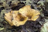 Lactarius psammicola image
