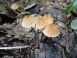 Marasmius siccus image
