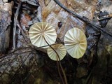 Marasmius siccus image