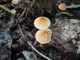 Marasmius siccus image