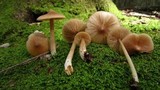 Entoloma strictius image