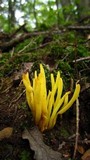 Clavulinopsis fusiformis image