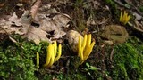 Clavulinopsis fusiformis image