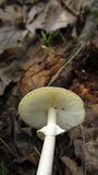 Amanita brunnescens image