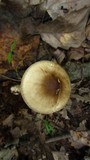 Amanita brunnescens image