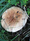 Russula compacta image