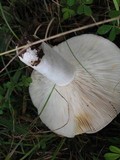 Russula compacta image