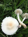 Lepiota erminea image