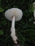 Lepiota erminea image